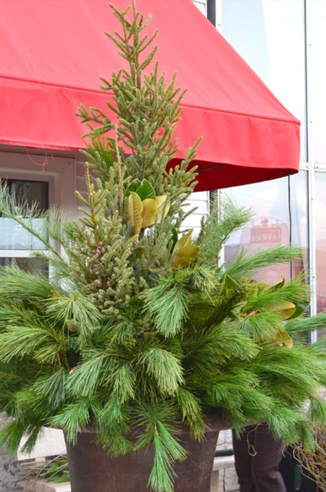 How to Create a Holiday Spruce Tip Pot Outdoor Winter Pots, Holiday Pots, Front Step Ideas, Winter Porch Ideas, Christmas Outside Decorations, Holiday Porch Decor, Winter Pots, Christmas Decor Indoor, Winter Containers