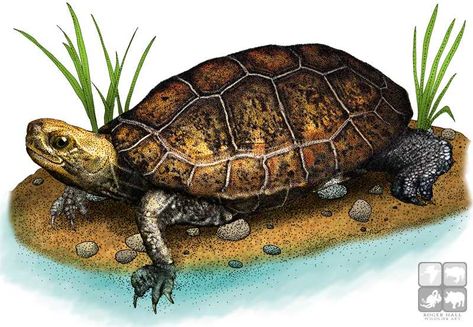 Japanese Pond, Pond Turtle, Sea Turtle Species, Land Turtles, Oil Pastel Drawings Easy, Red Eared Slider, Turtle Pond, Realistic Illustration, Box Turtle