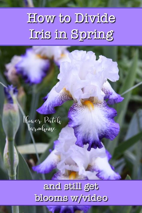 Are you Iris overcrowded? Usually you would divide them in Fall but I show how you can also divide Iris in Spring and still get blooms. Free video included to show you exactly how I do it. Easy garden tip for beginners and experienced gardeners. Cottage Garden Design, Iris Garden, Flower Landscape, Flower Patch, Easy Garden, Garden Signs, Gardening For Beginners, Garden Planning, Organic Gardening