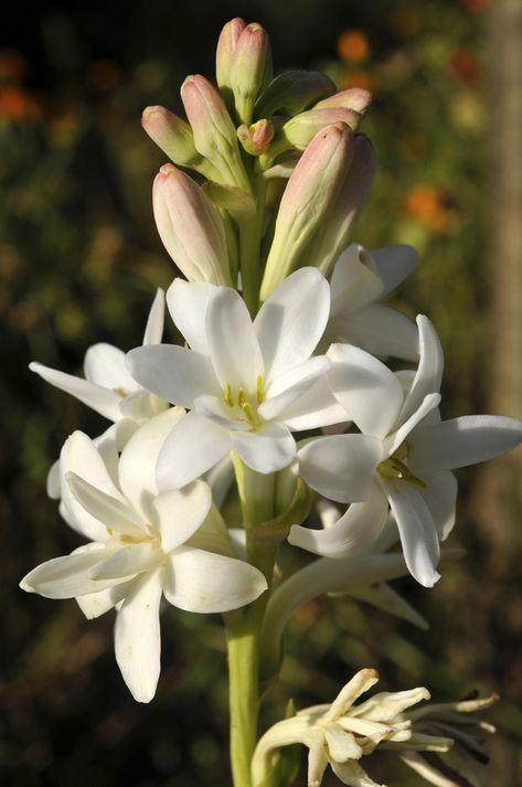 Polianthes Tuberosa, Tuberose Flower, Herbal Plants, Patio Pots, Beautiful Flowers Garden, Orange Blossom, Flower Pictures, Creative Community, Food Coloring