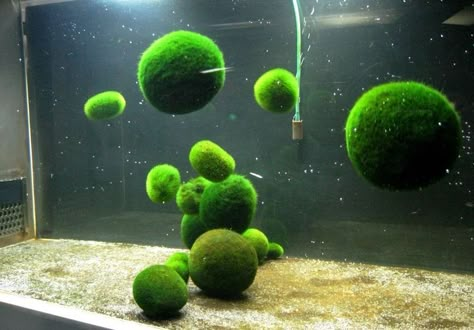 Marimo Moss, Marimo Moss Ball, Moss Ball, Moss Balls, Sea Creatures, Aesthetic Pictures, Art Inspo, Cool Photos, Bubbles