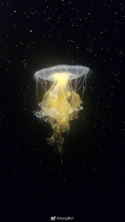 In Space, Jellyfish, Things That, Floating, That Look, Bubbles, Yellow, Water