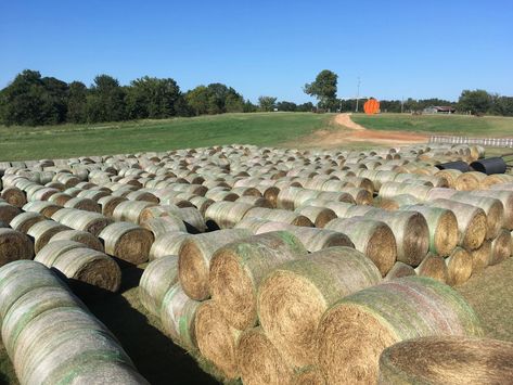 Brown Ranch Hay Maze Hay Maze, Haunted Maze, Elsie Silver, Maze Design, School Field Trip, Jungle Gym, Hay Bales, Come And See, Field Trip