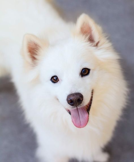 Tattoo Ideas Dog, Cute Dogs Pictures, Outside Dog Houses, German Dog Breeds, Dog Stock Photo, Samoyed Puppy, Dog Aesthetic, Japanese Spitz, Easter Pictures