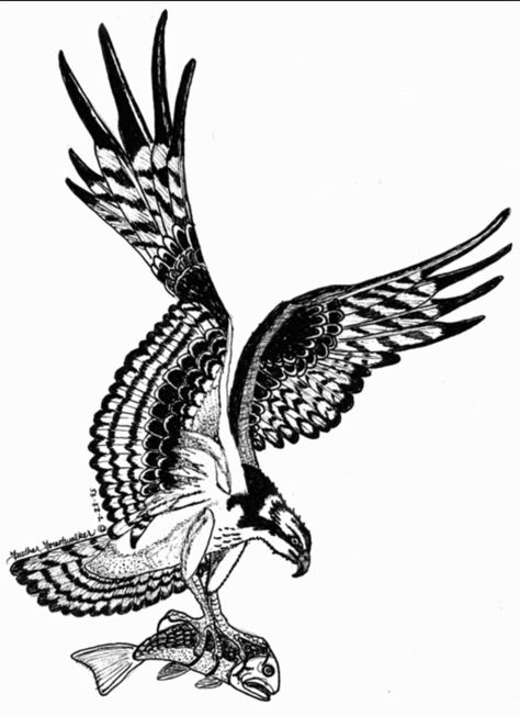 Osprey Tattoo, Lake Tattoo, Light Tattoo, Eagle Tattoos, Scientific Name, Dope Tattoos, Birds Tattoo, Tattoo Flash, A Name