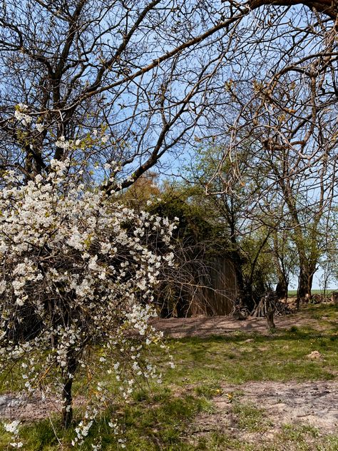 Early spring, sunny day. There is an old, wooden barn in the distance. There’s a lot of trees still without leaves, one smaller tree on the left has a lot of white flowers. Cottagecore Aesthetic, Spring Aesthetic, Spring Is Coming, Photo Tree, Photo Dump, Trees