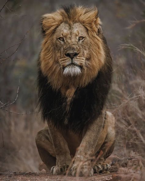 Wilderness South Africa, African Animals Photography, South Africa Wildlife, Lion Photography, Lions Photos, Amazing Animal Pictures, Lion Paw, Lion Wallpaper, Lion Images