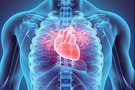 Why Is Your Heart Health Important? Heart Blockage, American Heart Month, Penyakit Jantung, Heart Month, Atrial Fibrillation, Protect Your Heart, Heart Muscle, Coronary Arteries, Human Anatomy And Physiology