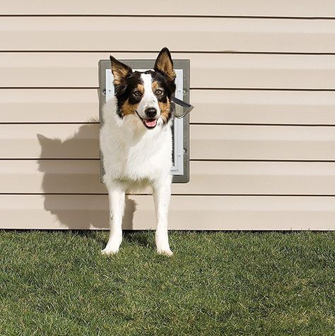 Did you know that magical dogs can walk through doors, walls and windows?  All it takes is a little DIY doggy duty! #dogdoor # doggydoor #petdoor #doglover Automatic Dog Door, Exterior Wall Materials, Pet Doors, Bakersfield California, Wire Dog Crates, Pet Door, Medium Dog, Cat Door, Dog Door