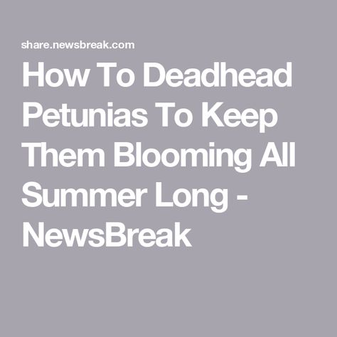 How To Deadhead Petunias To Keep Them Blooming All Summer Long - NewsBreak Land Scaping, Petunia Plant, Growing Blueberries, Petunia Flower, Breakfast Party Foods, Easy Dinner Casseroles, Deadheading, Culture Quotes, Annual Garden