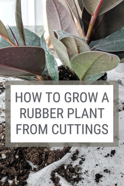 How To Propagate A Rubber Tree Plant, Propagating Rubber Tree Plant, How To Propagate Rubber Plant, Rubber Tree Plant Propagation, Rubber Plant Care, Houseplant Collection, Philodendron Care, Rubber Tree Plant, Tree Stem