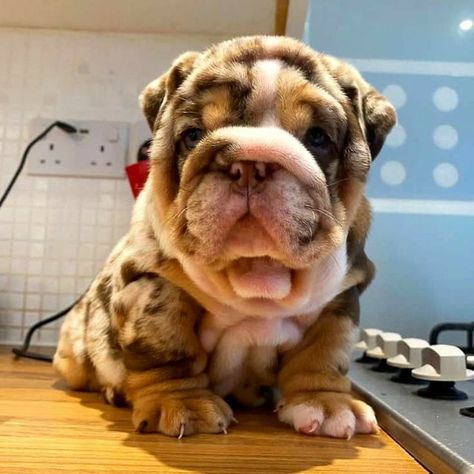 Types Of Bellies, Bull Dog Puppies, Small Dog Tattoo, Dogs Tattoo Ideas, Dog Ear Tattoo, French Bulldog Black, Black Bulldog, Dog Pfp, Bulldogs Puppies