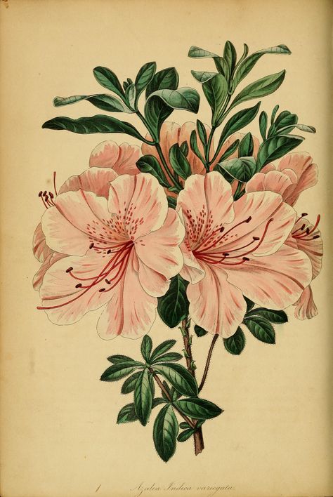 azalea-rhododendron-indicum-var-variegata---circa-1840_14490766677_o_42287348484_o #flowers #plants #botany #vintage #retro #paintings #drawings #books Botanical Flowers Print, Azalea Flower, Antique Botanical Print, Illustration Botanique, Scientific Illustration, Botanical Drawings, Digital Flowers, Arte Floral, Botanical Flowers