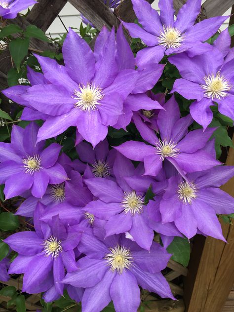 Clematis Aesthetic, Clematis Flower Aesthetic, Cleome Flowers, Clematis Purple, Purple Clematis Flower, Clematis Miss Bateman, Sapphire Indigo Clematis, Purple Clematis, Clematis Plants