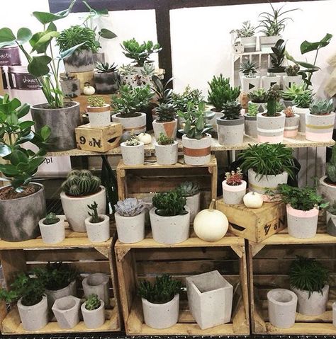 Plant Market Stall, Plant Favors, Succulent Table, Vendor Ideas, Garden Business, Stand Feria, Truck Business, Plant Shop, Market Stall