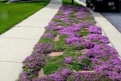 jim rose circus on Twitter: "Creeping thyme grows 3 inches tall / max, requires no mowing, lovely lemony scent, can repel mosquitos, grows all year long and is better for local biodiversity than a lawn of grass. #Option https://t.co/DpFK3TM8uP" / Twitter Creeping Thyme Lawn, Thyme Lawn, Red Creeping Thyme, Asparagus Seeds, Repel Mosquitos, Growing Thyme, Thymus Serpyllum, Thymus Vulgaris, Creeping Thyme