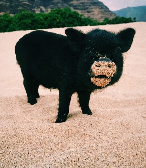 Mini Piglets, Black Pig, Cute Piglets, Pet Pigs, Baby Pigs, Cute Pigs, Fluffy Animals, Cute Creatures