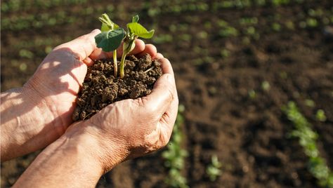 What we put into our bodies matters. Find out more—tune into the Mindful America livestream on Jan 30 and send in questions using #MindfulAmerica. Sod Installation, Crop Protection, Yard Maintenance, Soil Conditioner, Aerate Lawn, Lawn Maintenance, Green Technology, Landscape Services, Potting Soil