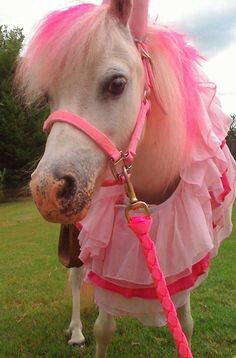 Retro Things, Tout Rose, Glitter Rosa, Horse Costumes, Pink Things, I Believe In Pink, Mini Horse, Pony Party, Pink Life