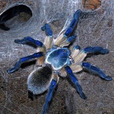 Pet Tarantula, Socotra Island, Arachnids Spiders, Spider Species, Bat Species, Home Nature, Socotra, Gothic Garden, Island Blue