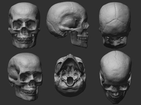 ArtStation - Female Skull - Anatomy study, Iván García Skull Female, Female Skull, Skull Anatomy, Skull Reference, Female Reference, Anatomy Study, Collaboration Space, Zbrush, Anatomy