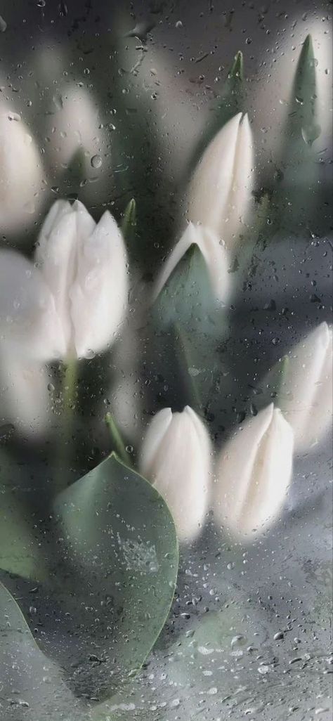 Foggy Window Flower Wallpaper, Rainy Flower Wallpaper, Rain Flower Wallpaper, Frosted Flower Wallpaper, Morning Wallpaper Aesthetic, Flowers In Rain, Rainy Flowers, Rainy Aesthetic, Rainy Wallpaper