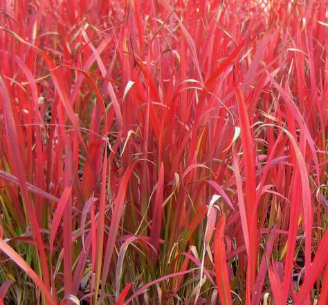 Red Baron Blood Grass - A striking blood grass with bright red-tipped blades that turn burgundy in the fall. This is a slower growing variety that maintains its color well. Excellent addition to beds, borders and containers. Red Grass Aesthetic, Alchemy Ingredients, Trellis Flowers, My Antonia, Old Town Road, Colourful Things, Red Grass, Red Baron, Grasses Garden