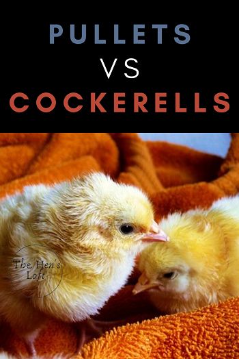 If you're new to raising chickens, you learn quickly there's a lot of chicken terminology out there. For example, pullets vs cockerells, or straight run chickens. What do these things mean. This article from The Hen's Loft breaks it down to make simple sense. So, what are straight run chickens? Read on to find out! #backyardchickens #chickens #chicks #homesteading #thehensloft Hen Vs Rooster Chicks, Chicken Breeds For Eggs, Pullets Chickens, Farming Animals, Chicken Facts, Chickens For Sale, Baby Chicks Raising, Chicken Keeping, Animal Husbandry