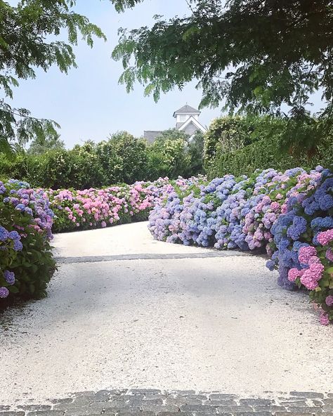 The dreamiest driveway on Nantucket Island #hydrangeas #coastalliving Hydrangea Driveway, Nantucket Hydrangea, Wrap Wallpaper, Lined Driveway, Beautiful Driveways, Hydrangea Landscaping, Driveway Design, Longwood Gardens, Front Landscaping