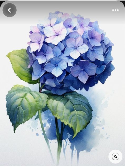 Blue Hydrangea Drawing, Flower Watercolour Painting, Hydrangea Flower Drawing, Draw Hydrangea, Blue Flowers Drawing, Hydrangea Drawing, Watercolour Hydrangea, Blue Flower Illustration, Hydrangea Illustration