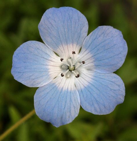 Baby Blue Eyes: Nemophila menziesii  - Photographed By  Philip Bouchard Baby Blue Eyes Flower, Eli Aesthetic, Flower Eyes, Pale Blue Eyes, Baby Blue Eyes, Mount Tamalpais, California Wildflowers, Wedding Dresses Classy, Night Illustration