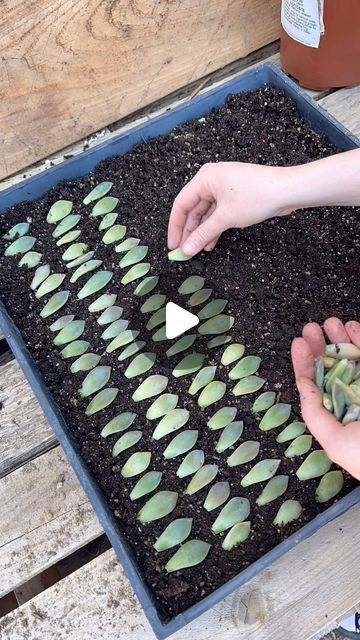 Starting Succulents From Leaves, Succulent Leaf Propagation, Grow Succulents From Leaves, Propogate Succulents, Succulents Propagating, Propagating Succulents From Leaves, Tiny Succulents, How To Propagate Succulents, Propagate Succulents From Leaves