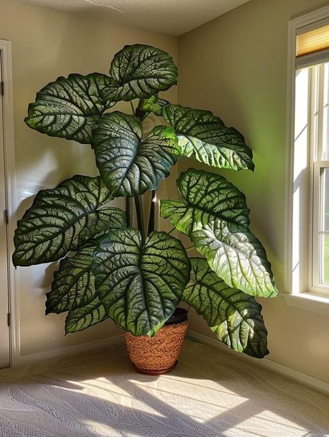 Large Interior Plants, Giant Houseplants, Propagating House Plants, Large Leaf Plants, Big Leaf Plants, Interior Design Plants, Game Of Thrones Series, Large Indoor Plants, Stop Making Excuses