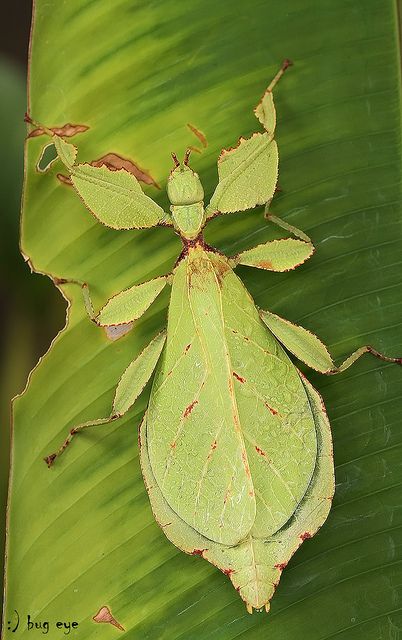 Small Lamphun leaf insect / Wood-Mason’s leaf insect by bug eye, Thailand, via Flickr Leaf Insect, Stick Insect, Cool Insects, Bugs Life, Cool Bugs, Kingdom Animalia, A Bug's Life, Beautiful Bugs, Creepy Crawlies