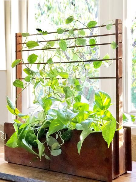 Create an instantly chic garden with the Bloom Bungalow Window Box + Trellis. It's a fresh twist on the classic window box with clean lines, irresistible finishes, and a modern adjustable trellis system to support climbers or airplants. Create a tabletop culinary garden, a mini desert or an inner jungle with your outrageous tropical houseplants! Self-watering liner included. #verticalgarden #verticalgardening #windowboxes #moderndesign #indoorgarden #ediblegarden #herbgarden Culinary Garden, Mini Desert, Tropical Houseplants, Indoor Plant Trellis, Trellis System, Indoor Trellis, Chic Garden, Classic Window, Resin Planters