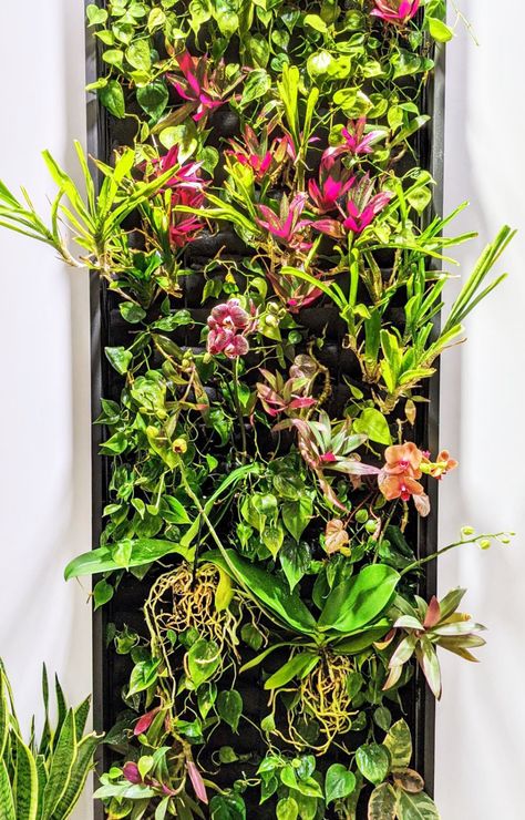 How to Add Orchids to Your Living Wall – Plants On Walls Orchid Wall Garden, Orchid Wall Planter, Orchids On Wall, Plants On Walls, Easy Backyard Landscaping, Philodendron Cordatum, Vertical Plant Wall, Vertical Herb Gardens, Vertical Garden Wall Orchid