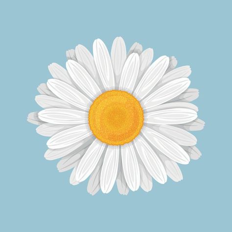 Chamomile Flower Illustration, Daisy Vector Illustration, Aesthetic Flower Illustration, Chamomile Flowers Drawing, Flowers Vector Illustration, White Daisy Drawing, Flower Drawing Cartoon, Flowers Drawing Aesthetic, Chamomile Illustration