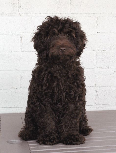 Portuguese Water dog Chocolate Doodle, Portugese Water Dogs, Black Cockapoo, Spanish Water Dog, Portuguese Water Dog, Hypoallergenic Dogs, Dog Information, Water Dog, Appaloosa