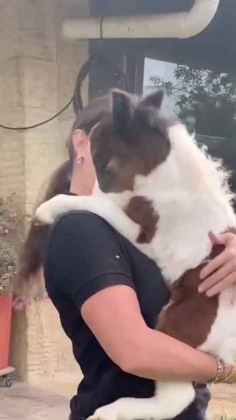 Dreamy Ponies(@dreamy.ponies) on TikTok: Mini horse cuddles 🥰 // IG: sansamueldeabrilcriadero #dreamyponies #cuddle #fyp Ocean Sustainability, Smiling Animals, Mini Horses, Respect Life, Söt Katt, Mini Horse, Baby Horses, Miniature Horse, Cute Horses