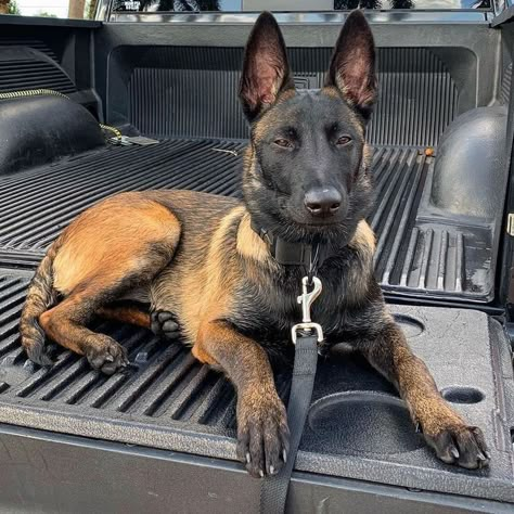 Dutch Shepherd Dog, Berger Malinois, Belgian Malinois Puppies, Belgium Malinois, Family Friendly Dogs, Malinois Puppies, Belgian Malinois Dog, Dogs Black, Black Dogs