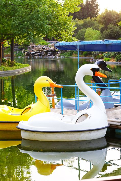 swan boats in california Swan Paddle Boat, Docks Lake, Gilroy Gardens, Lake Deck, Swan Boat, Paddle Boats, Water Business, Sunset Proposal, Swan Boats