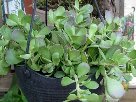 Kleinia petraea (Senecio jacobsenii) - Trailing Jade is a succulent creeping groundcover with thick succulent stems that root along the... Trailing Jade Plant Care, House Jungle, Succulent Garden Outdoor, Jade Plant Care, Jade Succulent, Cactus Club, Front Yard Plants, Florida Garden, Jade Plant