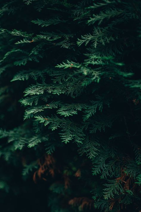 Cypress Pine, Dark Green Aesthetic, Green Photo, Tree Photography, Evergreen Trees, Green Wood, Inspirational Images, Rich Textures, Summer Photography