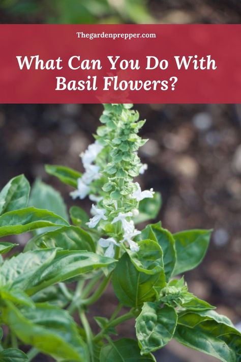 what can you do with basil flowers Basil Flowers, Preserving Basil, Drying Fresh Herbs, Preserving Herbs, Growing Basil, Edible Wild Plants, Basil Recipes, Banana Flower, Basil Plant