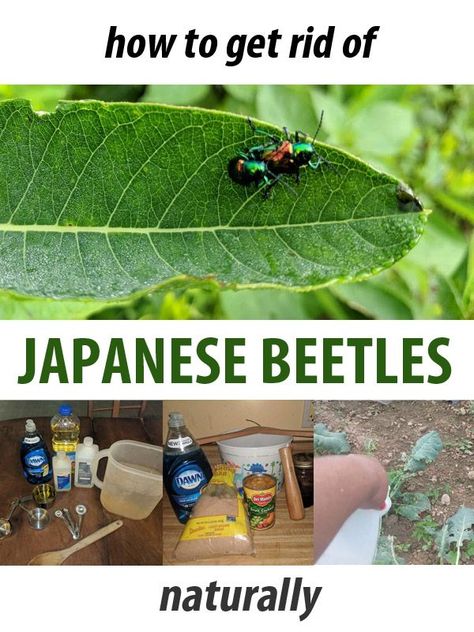 How To Get Rid Of Asian Beetles In House, How To Get Rid Of Japanese Beetles, Japanese Beetles How To Get Rid Of, Japanese Beetles Repellant, Killing Japanese Beetles, Blueberry Garden, Asian Beetle, Kill Weeds Naturally, Japanese Beetle