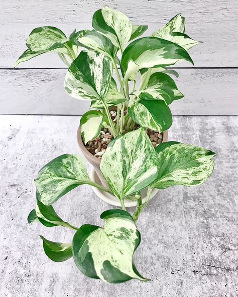 🌿 WINTERMORGEN 🌿 on Instagram: “DAPHNE (Epipremnum Aureum ‘Manjula Pothos’) is growing bigger and bigger leaves on her trailing vine, which is shifting the focus away from…” Manjula Pothos, Big Indoor Plants, Epipremnum Aureum, Plant Benefits, Chinese Money Plant, Money Plant, Pothos Plant, Big Leaves, Starter Plants