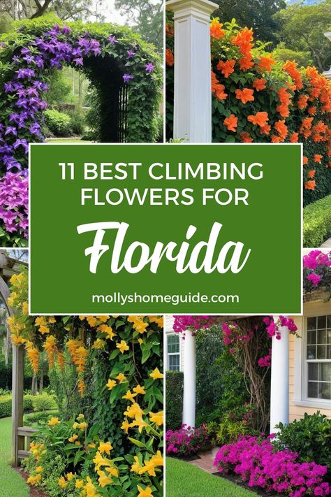 Discover the beauty of climbing plants with our selection of the best vines and climbers for balconies, trellises, and fences in Florida! Create a stunning vertical garden with the best climbing flowers for Florida or flowering vines that love shade. Explore our guide to blooming treasures like jasmine, bougainvillea, and passionflower perfect for your garden landscape. Elevate your outdoor space with these top choices of flowering shrubs for Florida landscapes. Outdoor Plants Florida, Climbing Bougainvillea Trellis, Bougainvillea Landscaping Ideas, Florida Flower Gardens, Bougainvillea Trellis Wall, Bouganvilla Landscaping, Climbing Plants Fence, Zone 10 Plants, Bougainvillea Trellis