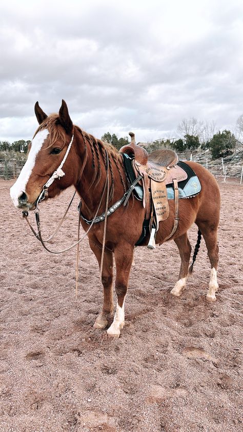 Ranch Horse Tack, Western Horse Tack Aesthetic, Barrel Horses, Western Horse Riding, Horses Western, Aqha Horses, Western Horses, Pictures With Horses, Rare Horses