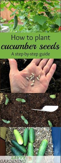 Growing Vegetables From Seeds, Easiest Vegetables To Grow, Farming Tips, Cucumber Gardening, Growing Tomatoes From Seed, Growing Tomato Plants, Grow From Seed, Vegetables To Grow, Easy Vegetables To Grow