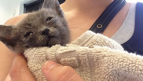 Tiniest Kitten With Eyes Sealed Shut Rescued From Roadside Sick Kitten, Stray Kitten, Kitten Eyes, Sick Cat, Tiny Kitten, Kitten Rescue, Kittens And Puppies, Happy Tears, Make You Cry